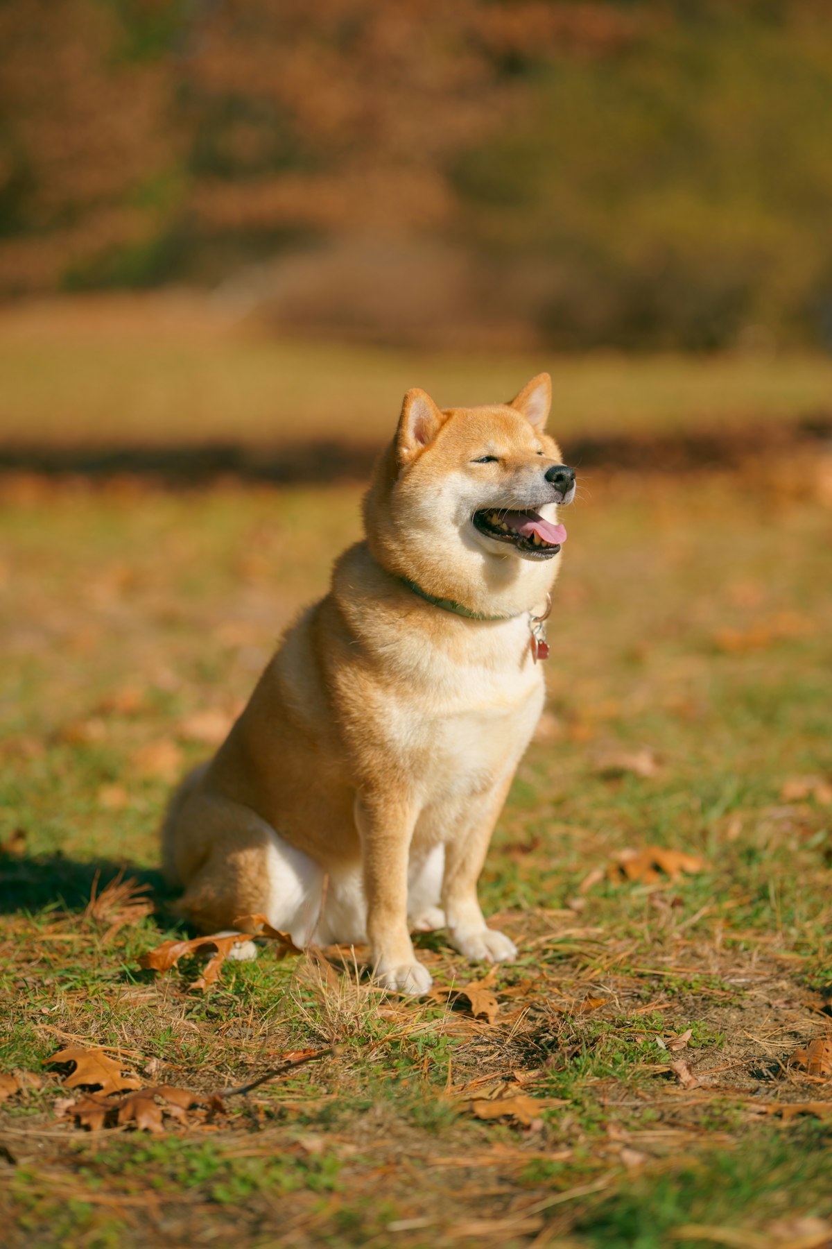 芝生に座る柴犬
