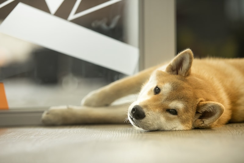 窓際でくつろぐ柴犬 まめ