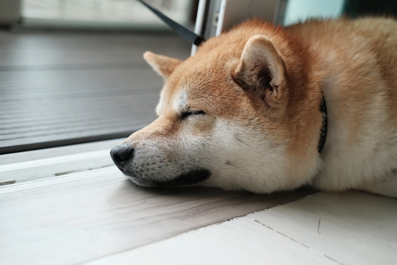 床で眠る柴犬 こなつ