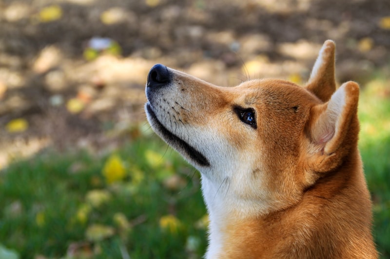 お座りする柴犬 だいふく
